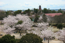 霞ヶ浦総合公園 桜 土浦市公式ホームページ 霞ヶ浦総合公園 桜 土浦市公式ホームページ
