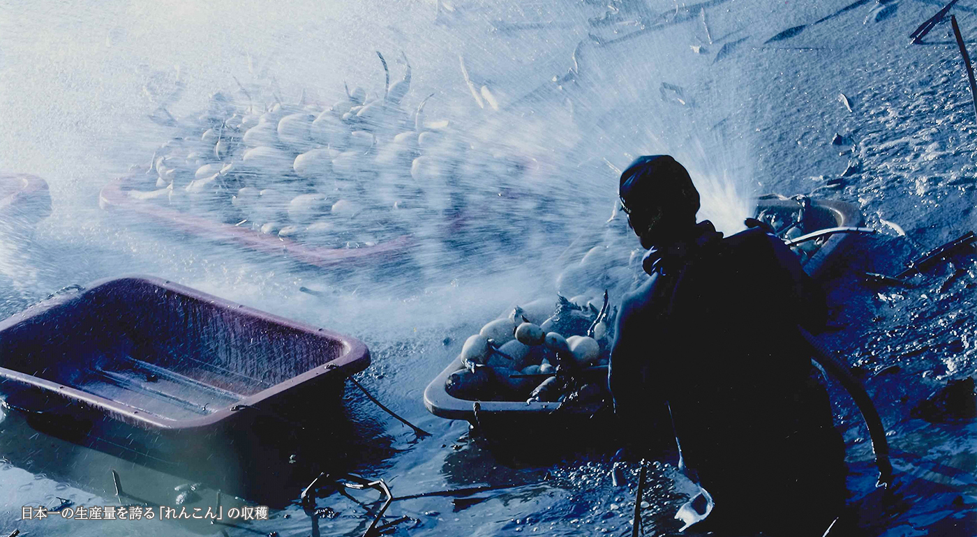 日本一の生産量を誇る「れんこん」の収穫